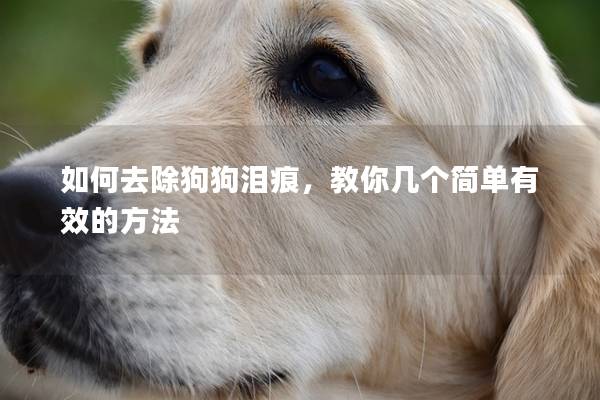 如何去除狗狗淚痕，教你幾個簡單有效的方法