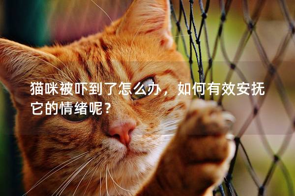 貓咪被嚇到了怎么辦，如何有效安撫它的情緒呢？