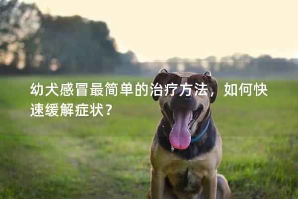 幼犬感冒最簡單的治療方法，如何快速緩解癥狀？