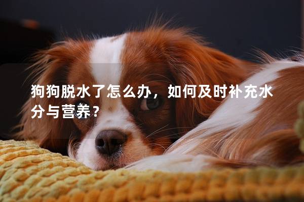 狗狗脫水了怎么辦，如何及時(shí)補(bǔ)充水分與營(yíng)養(yǎng)？