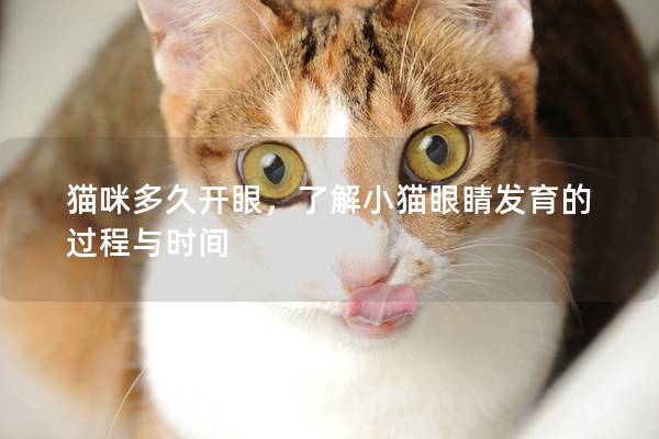 貓咪多久開眼，了解小貓眼睛發育的過程與時間