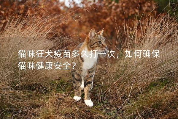 貓咪狂犬疫苗多久打一次，如何確保貓咪健康安全？