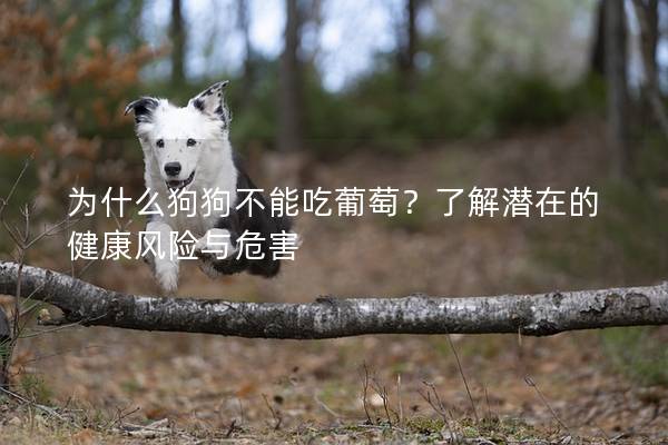 為什么狗狗不能吃葡萄？了解潛在的健康風險與危害
