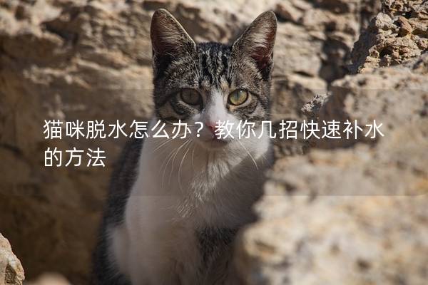 貓咪脫水怎么辦？教你幾招快速補(bǔ)水的方法