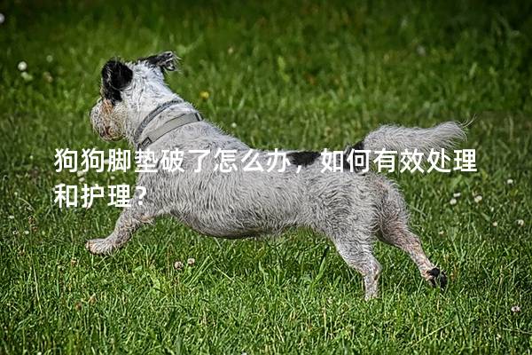 狗狗腳墊破了怎么辦，如何有效處理和護(hù)理？