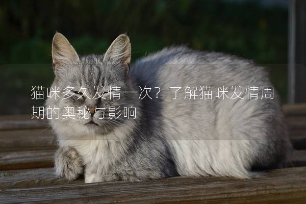 貓咪多久發情一次？了解貓咪發情周期的奧秘與影響