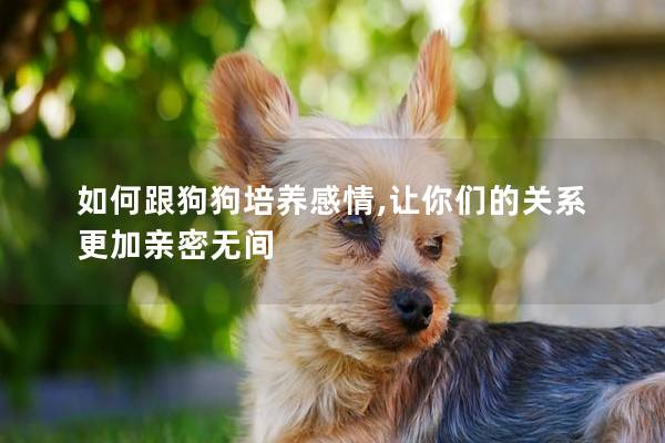 如何跟狗狗培養感情,讓你們的關系更加親密無間 如何跟狗狗培養感情,讓你們的關系更加親密無間
