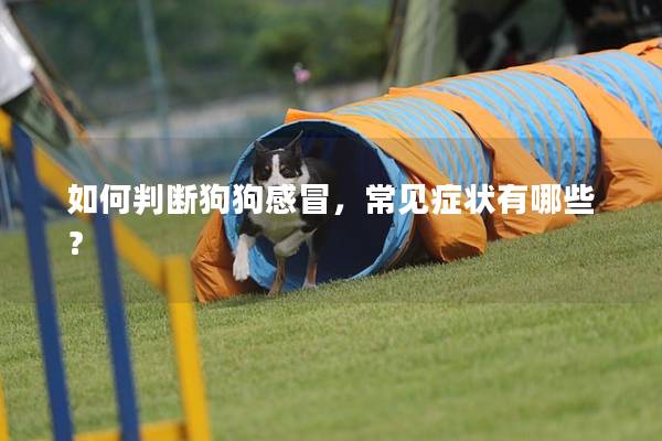 如何判斷狗狗感冒,常見癥狀有哪些? 如何判斷狗狗感冒,常見癥狀有哪些?