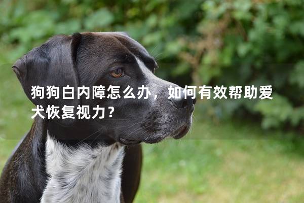 狗狗白內障怎么辦，如何有效幫助愛犬恢復視力？