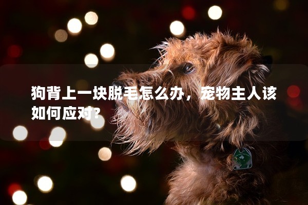 狗背上一塊脫毛怎么辦，寵物主人該如何應(yīng)對(duì)？