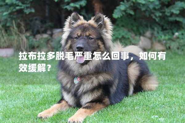 拉布拉多脫毛嚴重怎么回事，如何有效緩解？