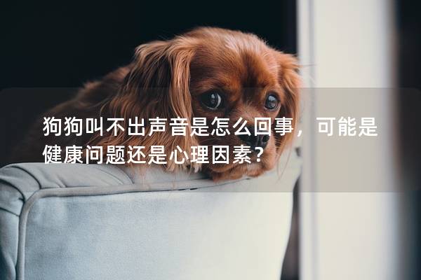 狗狗叫不出聲音是怎么回事，可能是健康問題還是心理因素？