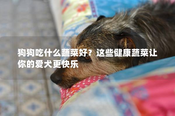 狗狗吃什么蔬菜好?這些健康蔬菜讓你的愛犬更快樂 狗狗吃什么蔬菜好?這些健康蔬菜讓你的愛犬更快樂