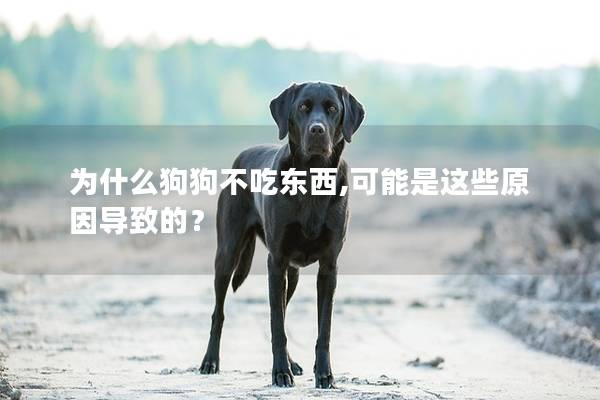 為什么狗狗不吃東西,可能是這些原因導致的？