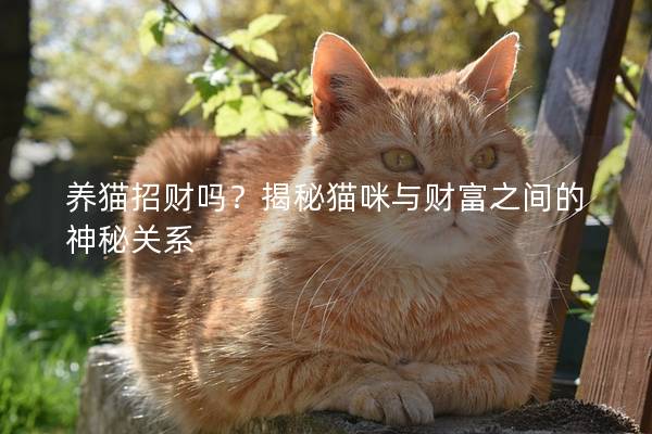 養貓招財嗎？揭秘貓咪與財富之間的神秘關系