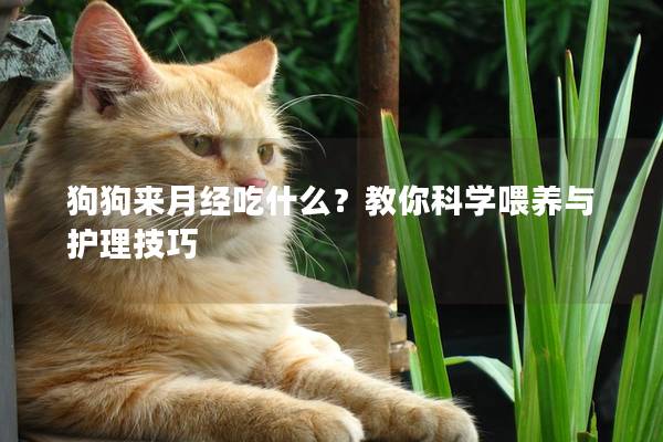 狗狗來月經吃什么？教你科學喂養與護理技巧