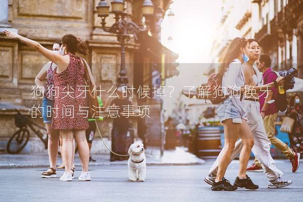 狗狗尖牙什么時候掉？了解狗狗換牙的時間與注意事項