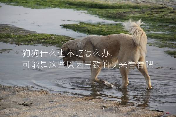 狗狗什么也不吃怎么辦, 可能是這些原因?qū)е碌目靵砜纯窗?></a></dt><dd><h2 class=