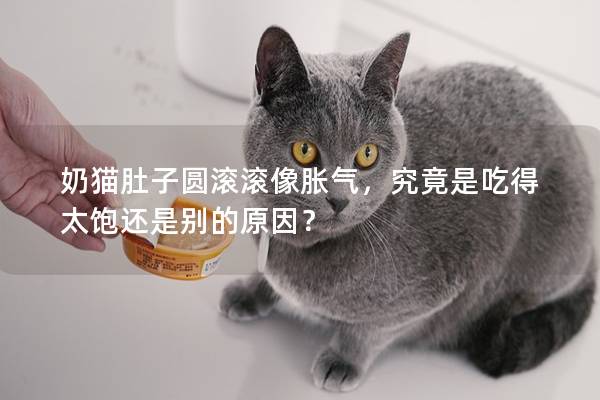 奶貓肚子圓滾滾像脹氣，究竟是吃得太飽還是別的原因？