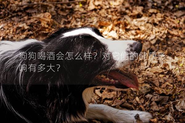 狗狗喝酒會怎么樣？對它們的健康影響有多大？