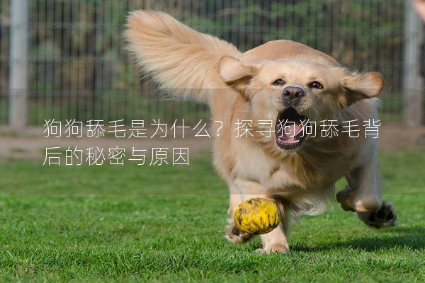 狗狗舔毛是為什么？探尋狗狗舔毛背后的秘密與原因