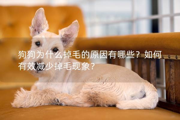 狗狗為什么掉毛的原因有哪些？如何有效減少掉毛現(xiàn)象？