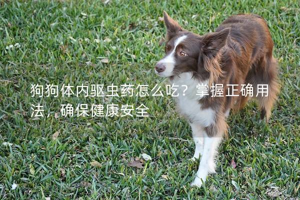 狗狗體內驅蟲藥怎么吃？掌握正確用法，確保健康安全
