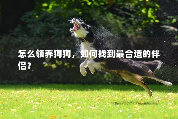 怎么領養狗狗,如何找到最合適的伴侶? 怎么領養狗狗,如何找到最合適的伴侶?
