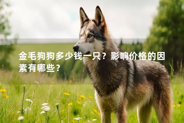 金毛狗狗多少錢一只？影響價格的因素有哪些？