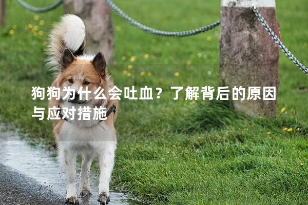 狗狗為什么會(huì)吐血？了解背后的原因與應(yīng)對(duì)措施