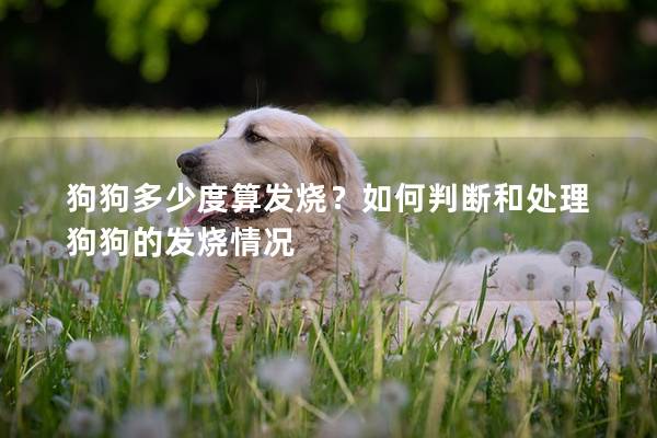 狗狗多少度算發燒？如何判斷和處理狗狗的發燒情況