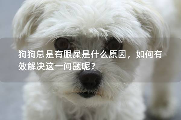 狗狗總是有眼屎是什么原因，如何有效解決這一問題呢？