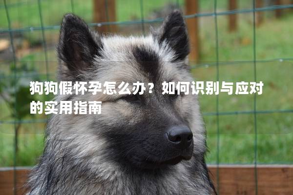 狗狗假懷孕怎么辦？如何識別與應對的實用指南