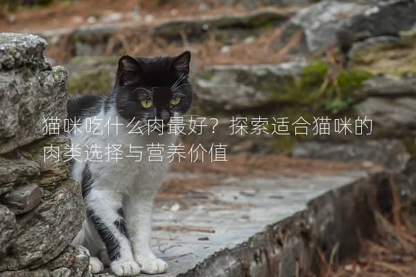 貓咪吃什么肉最好？探索適合貓咪的肉類選擇與營養價值