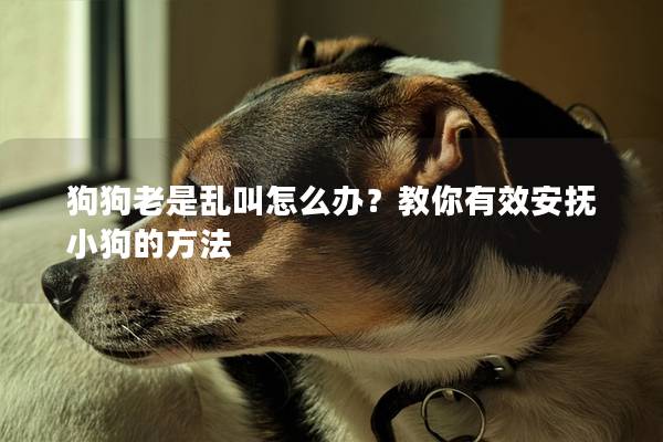 狗狗老是亂叫怎么辦？教你有效安撫小狗的方法