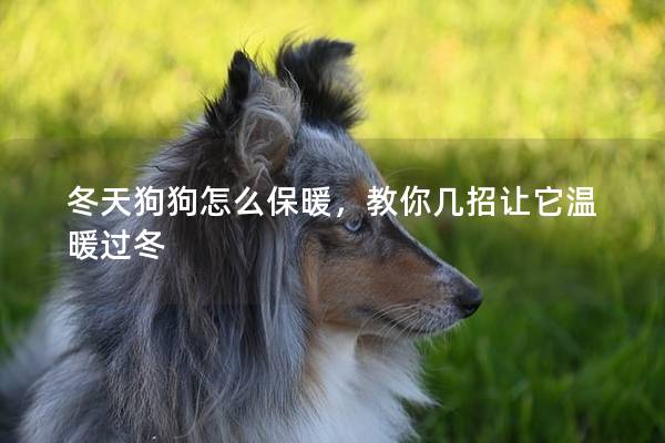 冬天狗狗怎么保暖，教你幾招讓它溫暖過冬
