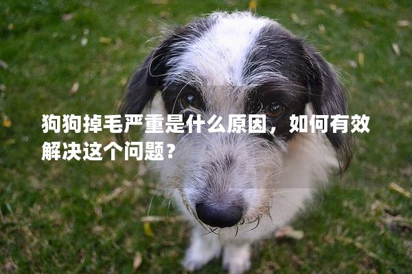 狗狗掉毛嚴(yán)重是什么原因，如何有效解決這個(gè)問(wèn)題？