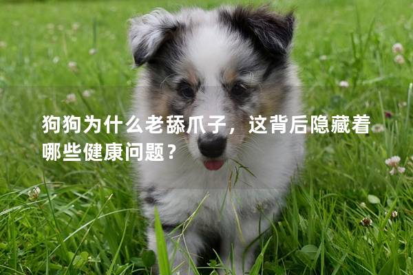 狗狗為什么老舔爪子，這背后隱藏著哪些健康問題？