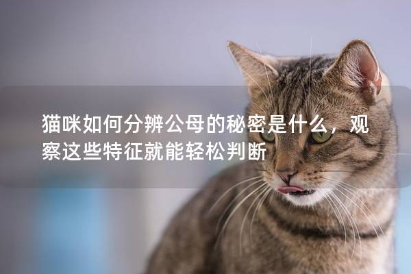貓咪如何分辨公母的秘密是什么，觀察這些特征就能輕松判斷