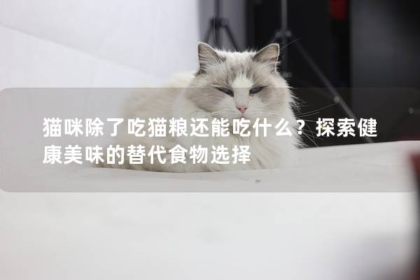 貓咪除了吃貓糧還能吃什么？探索健康美味的替代食物選擇