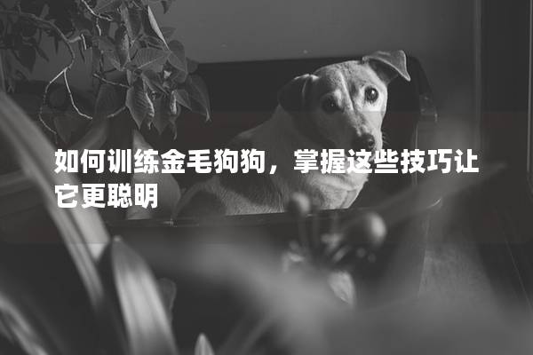 如何訓(xùn)練金毛狗狗，掌握這些技巧讓它更聰明