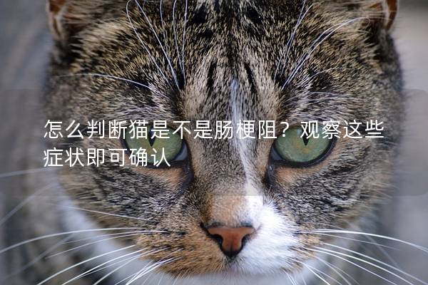 怎么判斷貓是不是腸梗阻？觀察這些癥狀即可確認