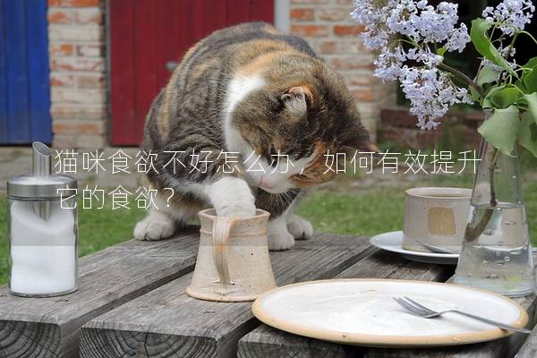 貓咪食欲不好怎么辦，如何有效提升它的食欲？