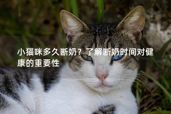小貓咪多久斷奶？了解斷奶時間對健康的重要性