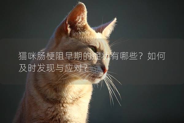 貓咪腸梗阻早期的癥狀有哪些？如何及時發現與應對？