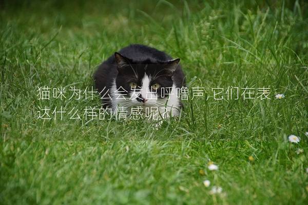 貓咪為什么會發出呼嚕聲,它們在表達什么樣的情感呢？