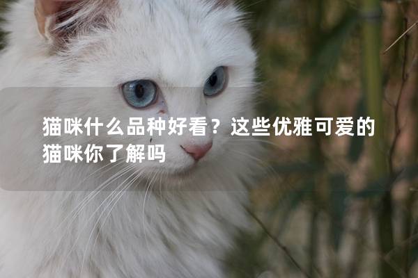 貓咪什么品種好看？這些優(yōu)雅可愛的貓咪你了解嗎