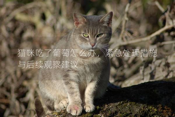 貓咪吃了葡萄怎么辦，緊急處理措施與后續觀察建議