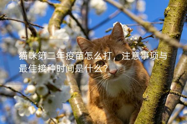 貓咪第二年疫苗怎么打，注意事項(xiàng)與最佳接種時(shí)間是什么？