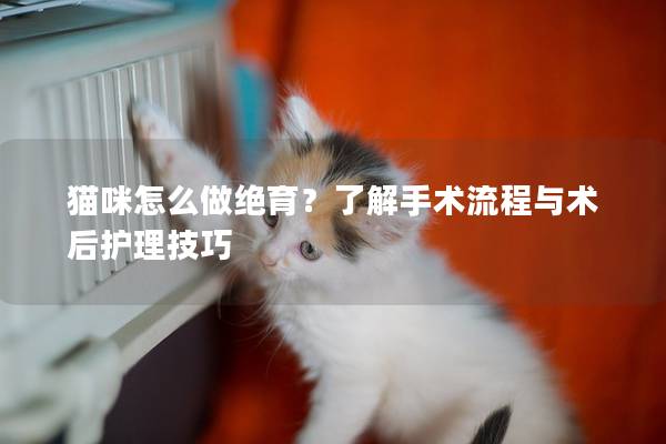 貓咪怎么做絕育？了解手術流程與術后護理技巧